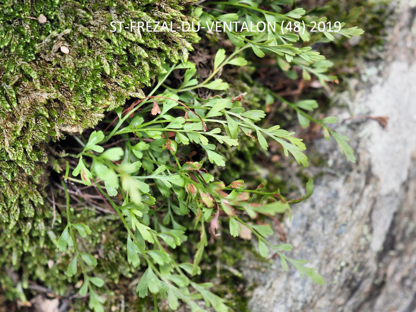 Spleenwort, Alternate-leaved flower